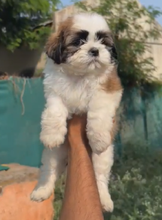 Buy Vaccinated Shih Tzu Puppy from Kolkata
